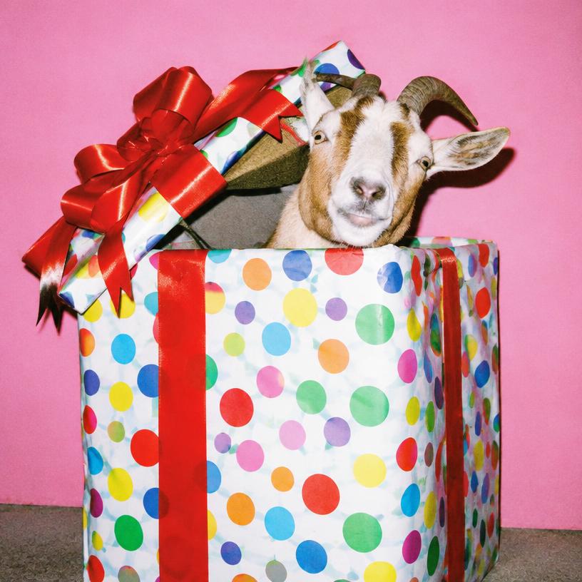 Flash photo of a goat peeking out of a giant gift box